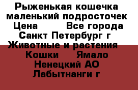Рыженькая кошечка маленький подросточек › Цена ­ 10 - Все города, Санкт-Петербург г. Животные и растения » Кошки   . Ямало-Ненецкий АО,Лабытнанги г.
